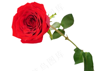 情人节玫瑰