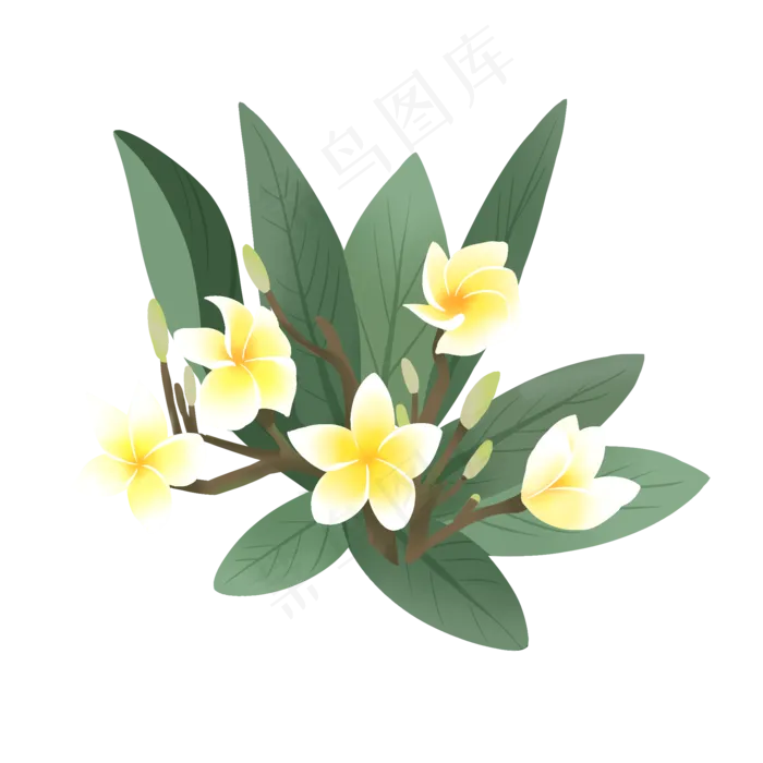 手绘鲜花装饰素材鸡蛋花蛋黄花(2000X2000(DPI:300))psd模版下载