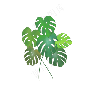 手绘绿色龟背竹叶子