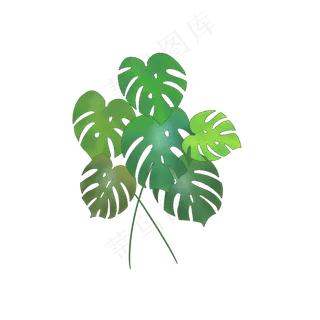 手绘绿色龟背竹叶子