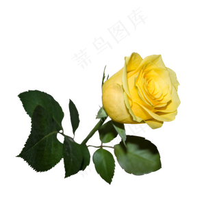黄色玫瑰花卉