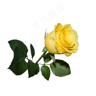 黄色玫瑰花卉