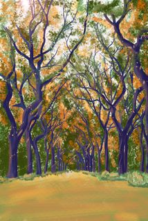 秋景秋天树林大树黄叶初秋