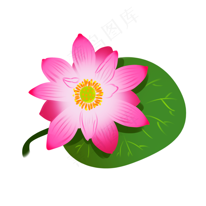 漂亮的盛开荷花插画