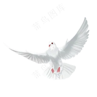 飞行的白鸽