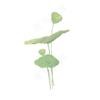 二十四节气处暑莲