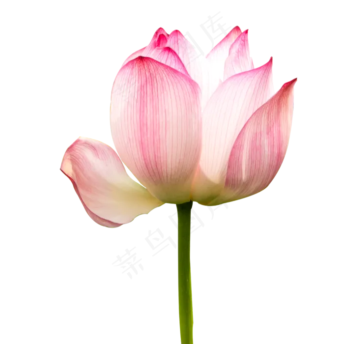 盛开的荷花(2000X2000(DPI:300))