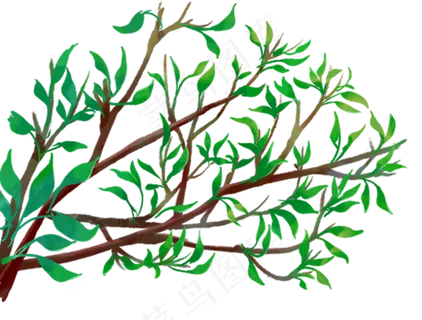 绿色植物 绿色植物