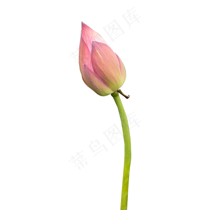 荷花花蕾(3000X3000(DPI:300))