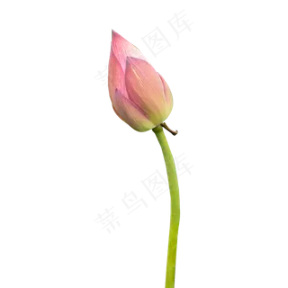 荷花花蕾 荷花花蕾