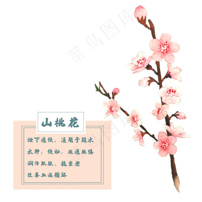 山桃花花类中草药水彩植物花卉(2500X2500(DPI:300))psd模版下载