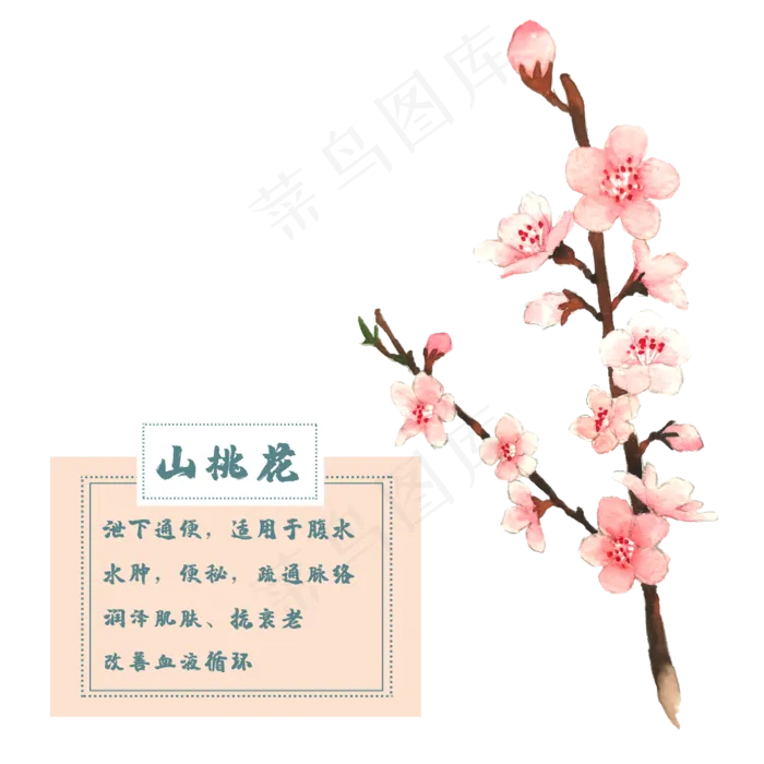 山桃花花类中草药水彩植物花卉(2500X2500(DPI:300))psd模版下载