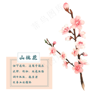山桃花花类中草药水彩植物花卉