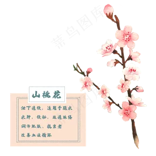 山桃花花类中草药水彩植物花卉