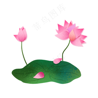 二十四节气之大暑荷叶荷花