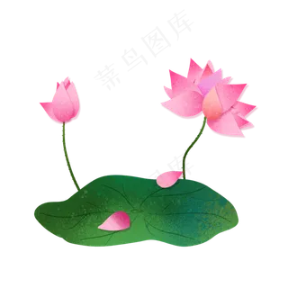 二十四节气之大暑荷叶荷花