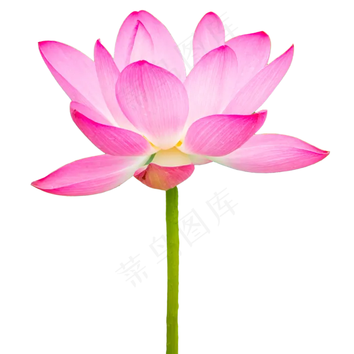 荷花荷叶莲花(2000X2000(DPI:300))psd模版下载