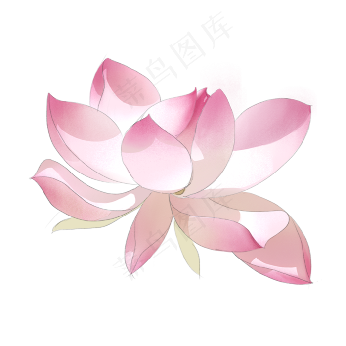 夏天夏日夏荷唯美粉色白色花瓣自