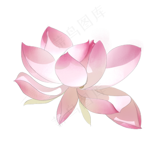 夏天夏日夏荷唯美粉色白色花瓣自