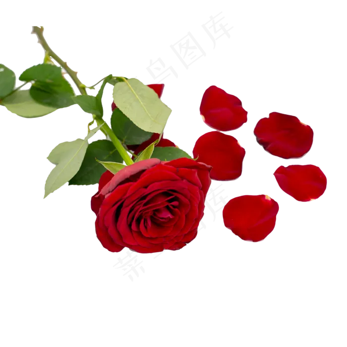 红色玫瑰和花瓣(2000*2000px 300 dpi )