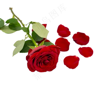红色玫瑰和花瓣