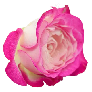 红色鲜花花束 红色鲜花花束