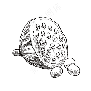 食物黑白线描线稿25