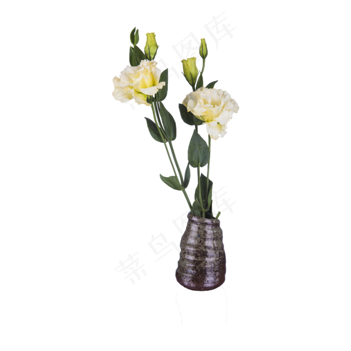 白色花实拍（png免抠）(2000*2000px 72 dpi )psd模版下载