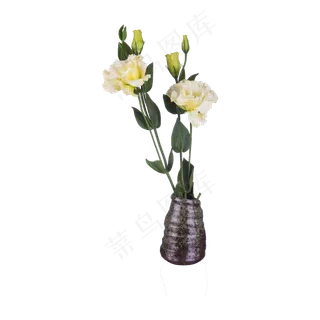 白色花实拍(png免抠) 白色花实拍(png免抠)