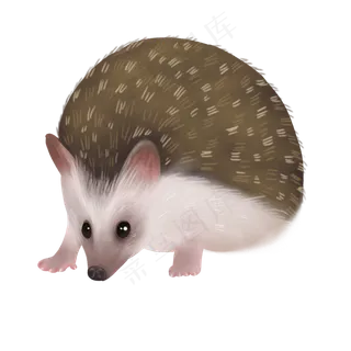 可爱宠物刺猬萌,免抠元素