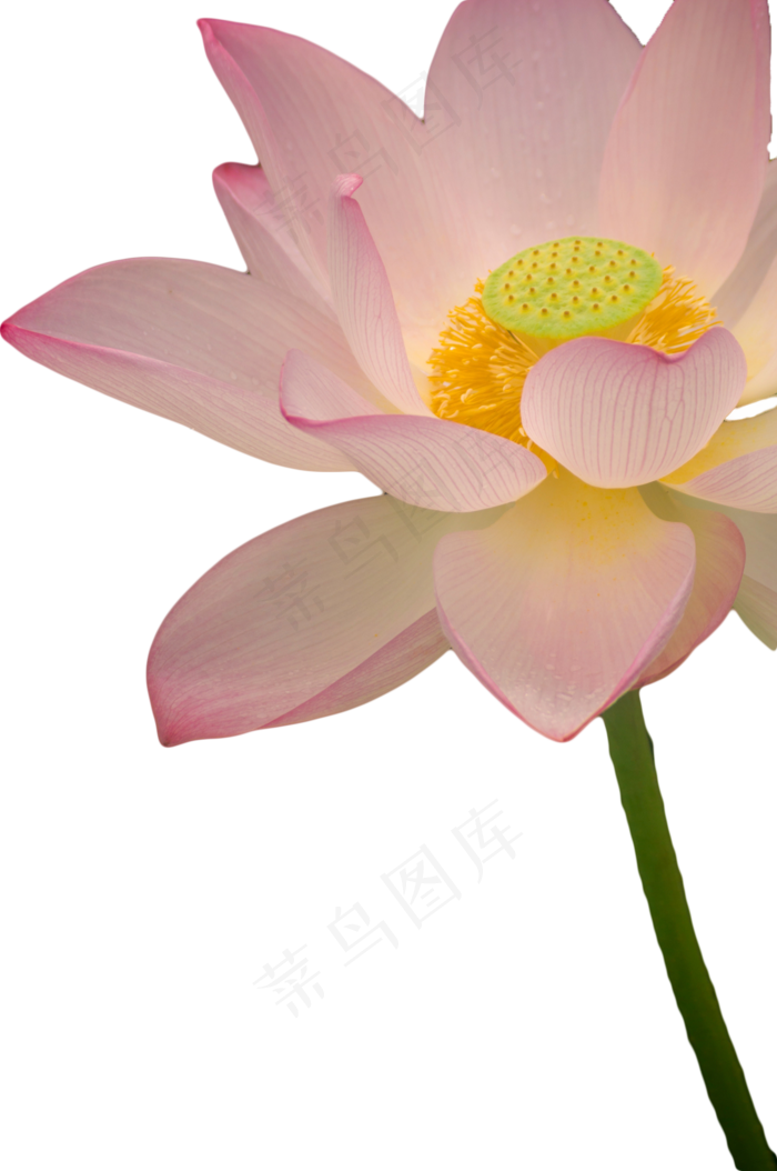 荷花盛开(1328X2000(DPI:300))psd模版下载