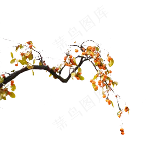 秋季柿子树树枝,免抠元素