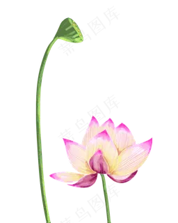 盛开夏荷花荷叶