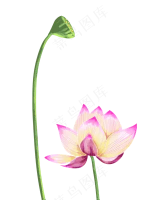 盛开夏荷花荷叶