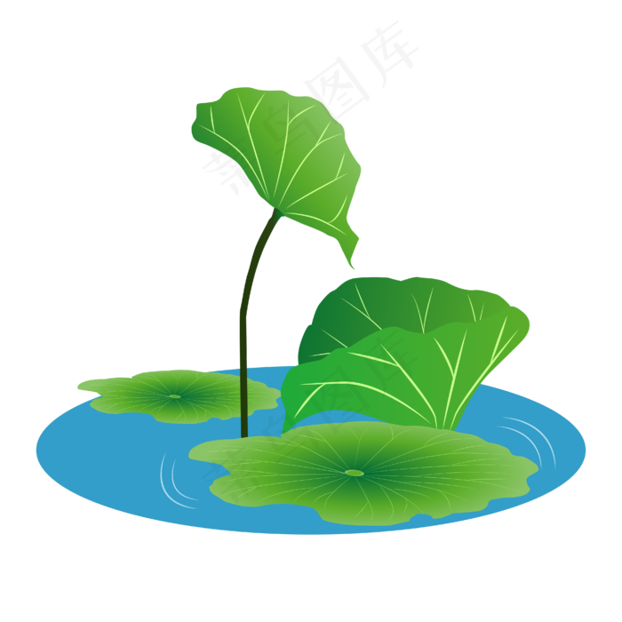 夏季的荷叶