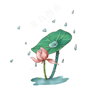 下雨荷花莲花