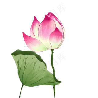 中国风荷花水彩画