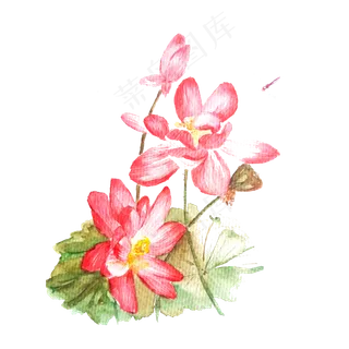 荷花粉色桃色唯美蜻蜓PNG夏天