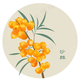 黄色的沙棘 黄色的沙棘