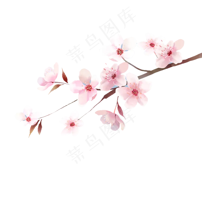 日本樱花插图(1200*1200px)psd模版下载