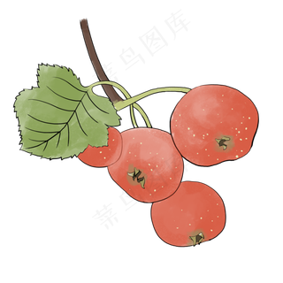 手绘水果红色山楂果实