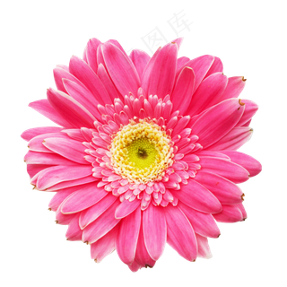 粉色花朵太阳花