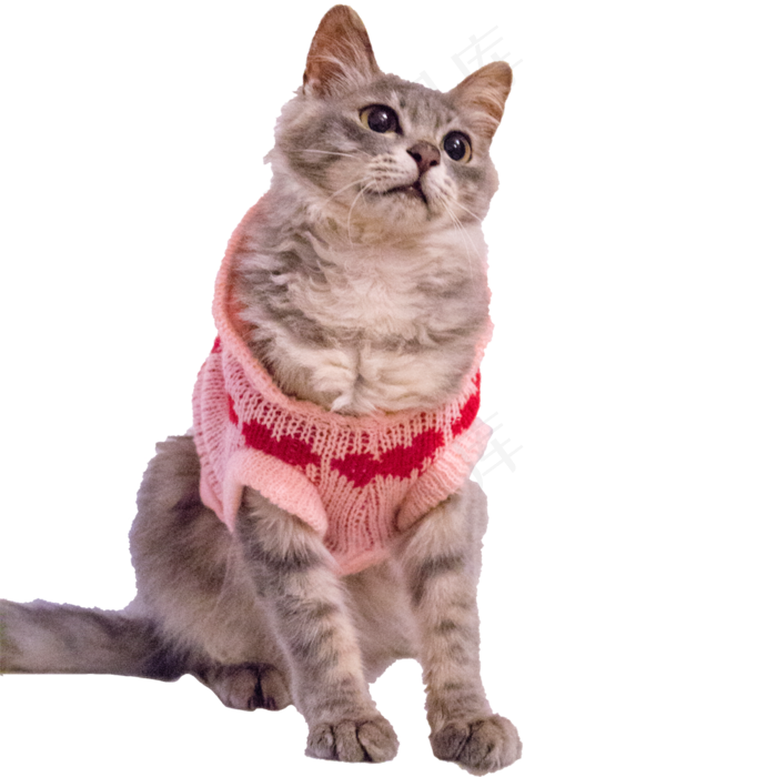 萌宠狸花猫(1000X1000(DPI:300))psd模版下载