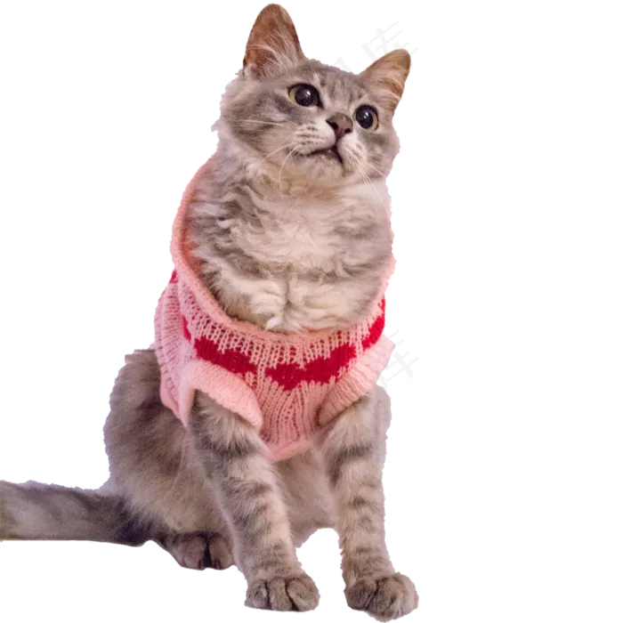 萌宠狸花猫(1000X1000(DPI:300))psd模版下载