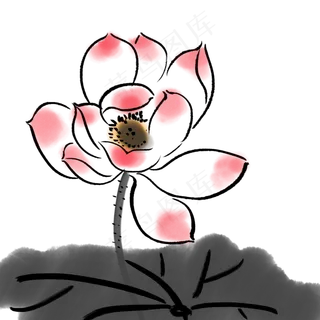 水墨荷花花枝