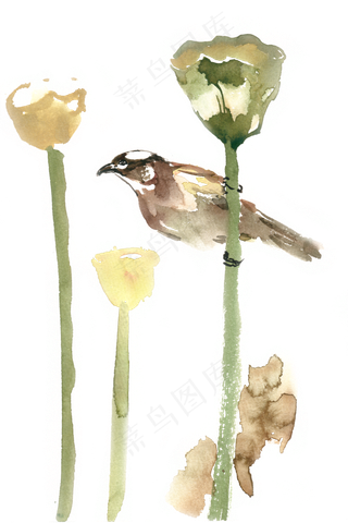 莲蓬间的小鸟水彩画PNG免抠素材