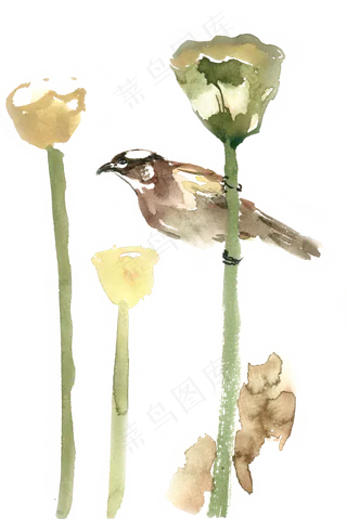 莲蓬间的小鸟水彩画PNG免抠素材
