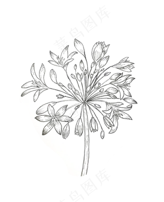 团花手绘线稿黑白