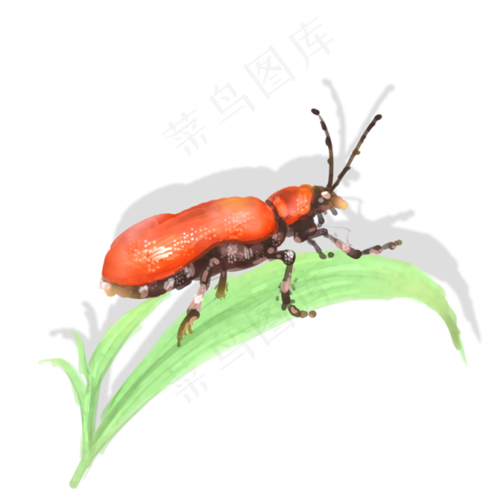 昆虫元素手绘中国风甲壳虫透明底(1024X1024(DPI:300))psd模版下载