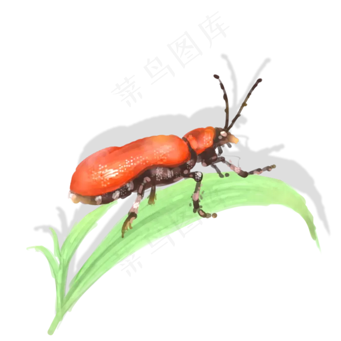 昆虫元素手绘中国风甲壳虫透明底(1024X1024(DPI:300))psd模版下载